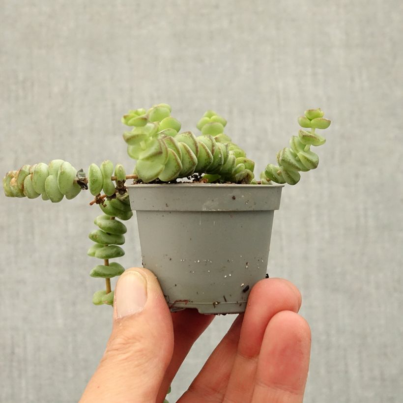 Crassula rupestris subsp. marnieriana - Warm plant mini plant sample as delivered in spring
