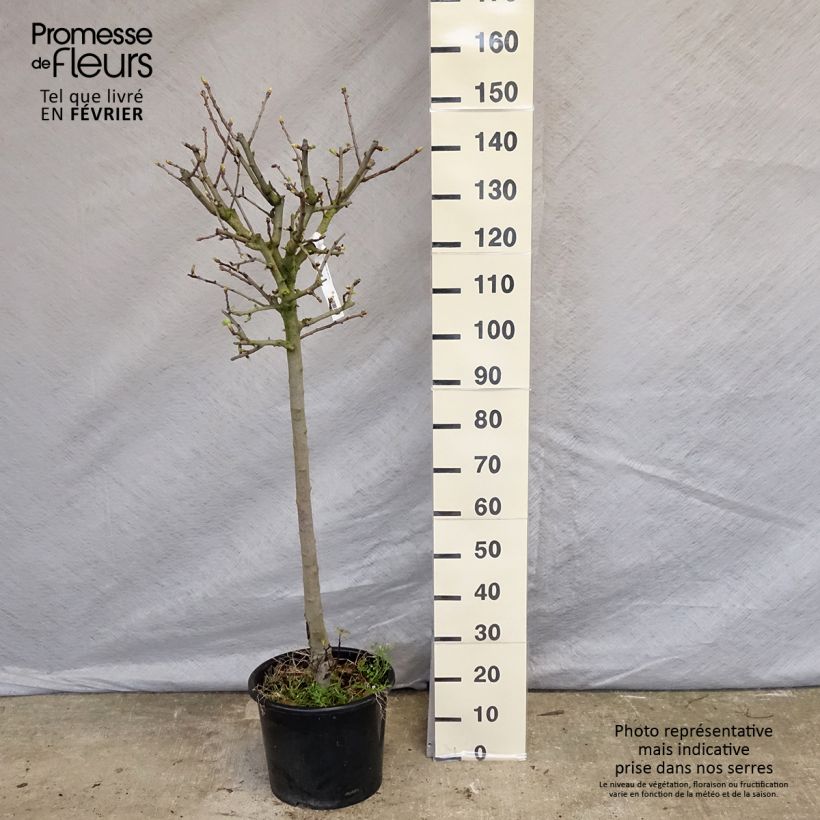 Crataegus azarolus - Hawthorn 7.5L/10L pot sample as delivered in winter