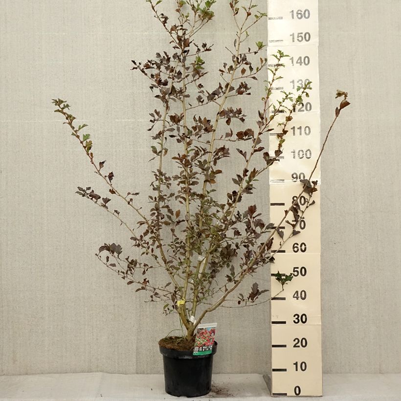 Crataegus grignonensis - Hawthorn 7.5L/10L pot sample as delivered in autumn