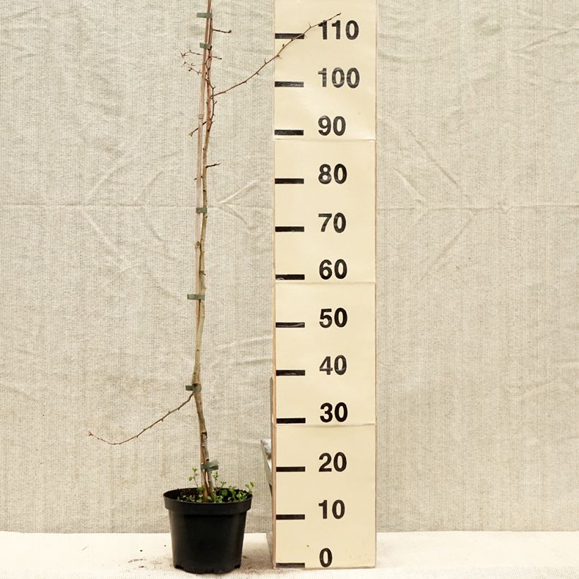 Crataegus laevigata Auriculata - Hawthorn 3L/4L pot sample as delivered in spring
