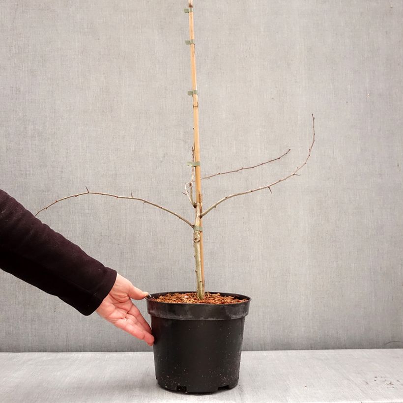 Crataegus laevigata Masekii - Hawthorn 4L/5L pot, Bush sample as delivered in winter