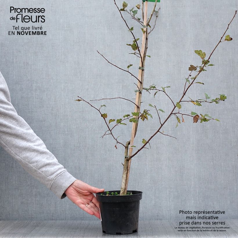 Crataegus laevigata Mutabilis Ravnholdt - Hawthorn 4L/5L pot sample as delivered in autumn