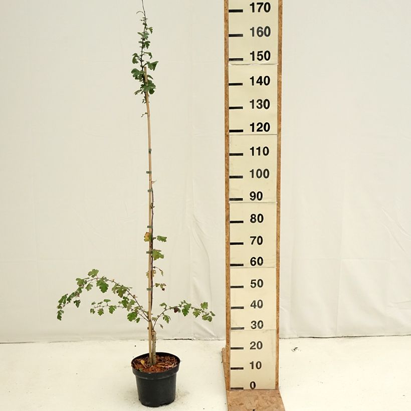 Crataegus Princesse Sturdza - Midland Hawthorn 4L/5L pot sample as delivered in autumn