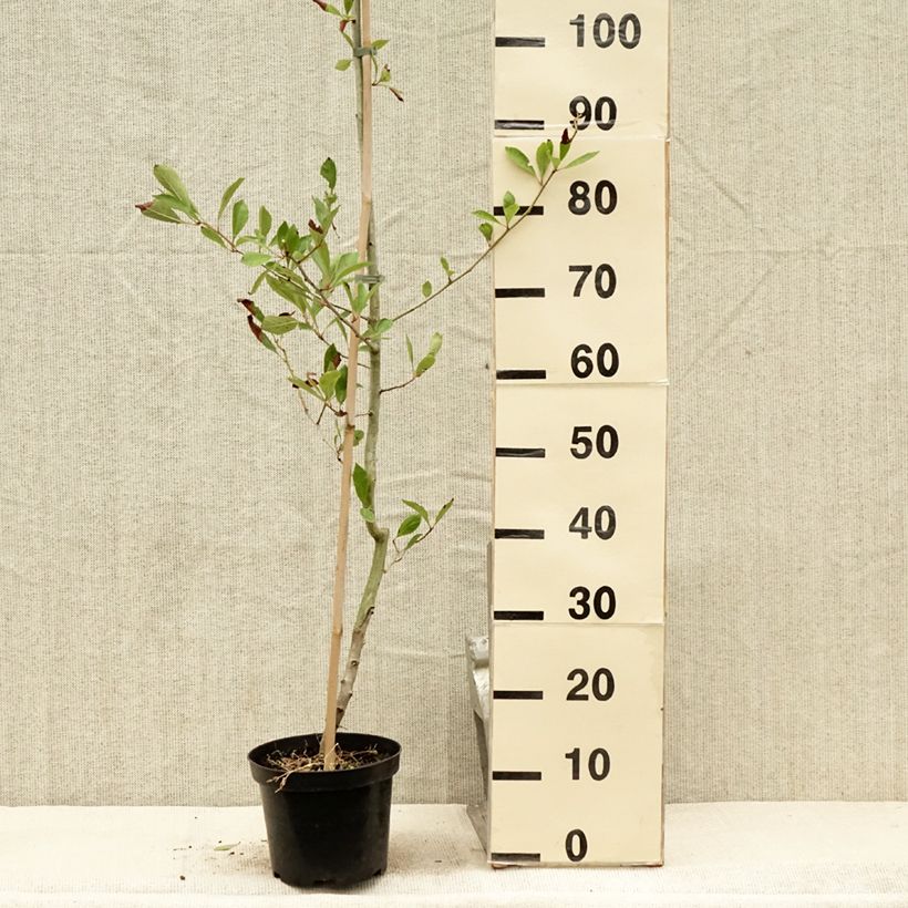 Crataegus lavallei Carrierei - Hawthorn 3L/4L pot sample as delivered in summer