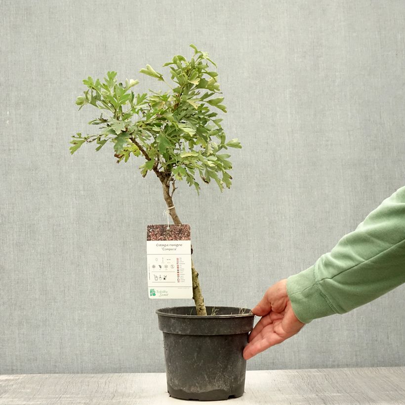 Crataegus monogyna Compacta - Hawthorn 3L/4L pot sample as delivered in summer