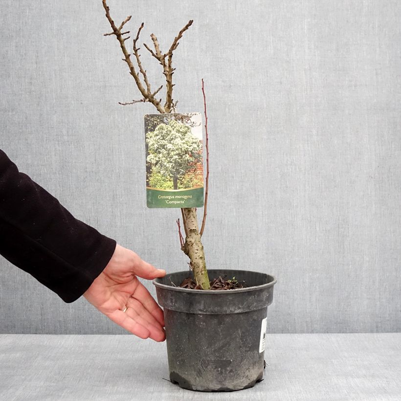 Crataegus monogyna Compacta - Hawthorn 3L/4L pot sample as delivered in winter