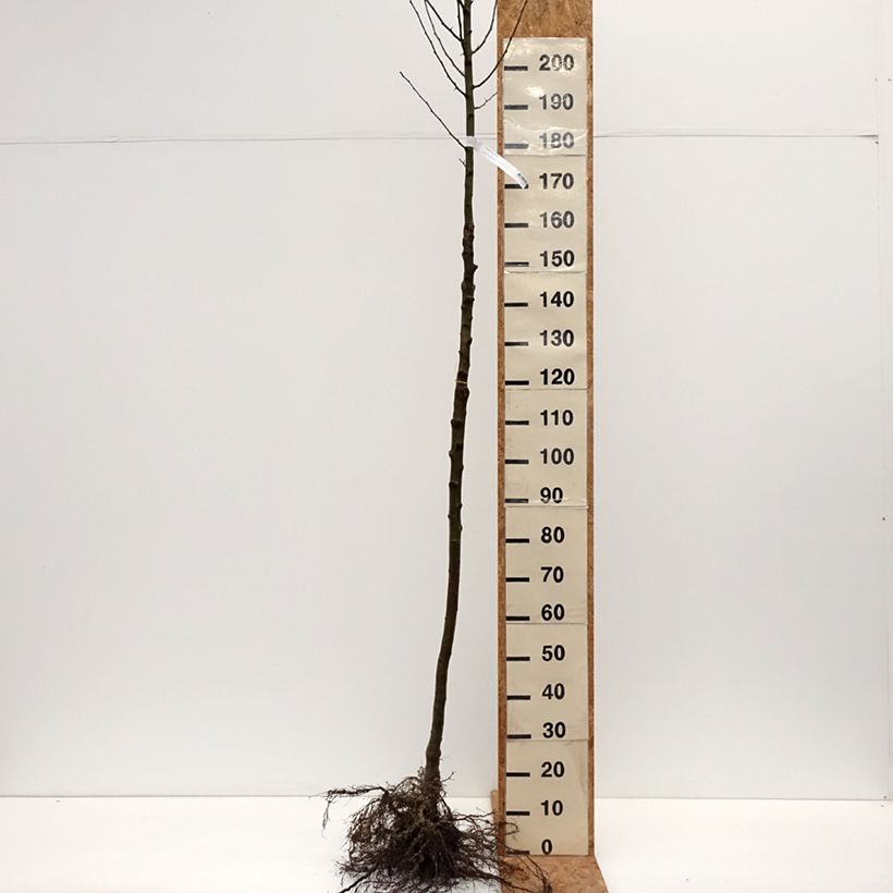 Crataegus monogyna Stricta - Hawthorn Bare root sample as delivered in winter