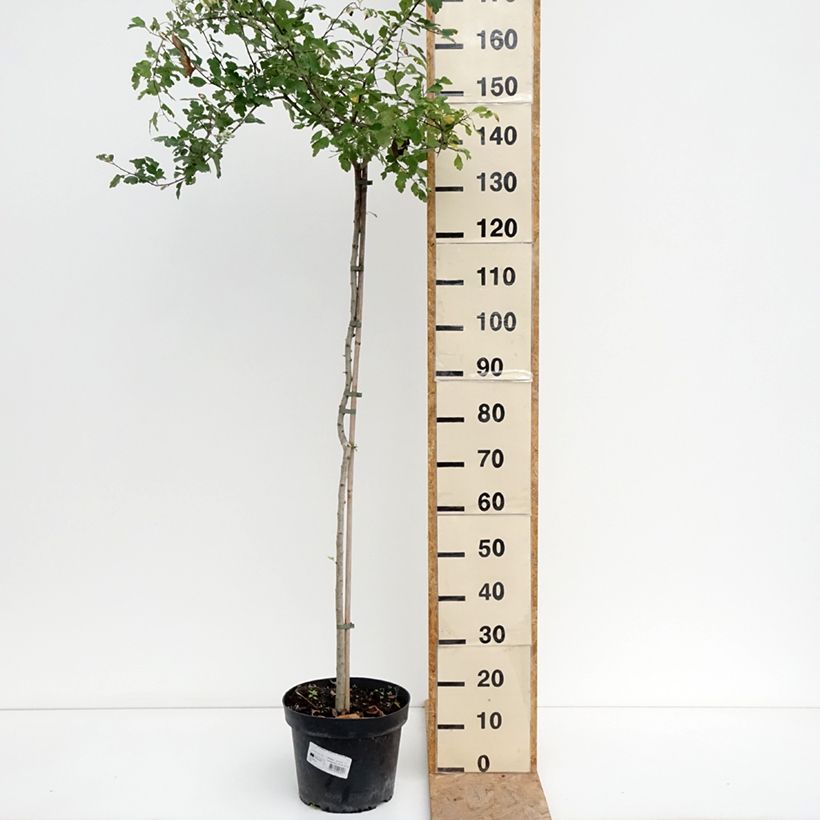 Crataegus Gireoudii - Hawthorn 7.5L/10L bowl sample as delivered in summer