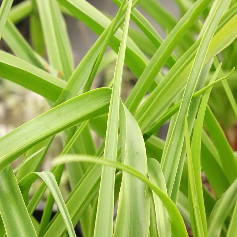 Crinum x powellii Roseum (Foliage)