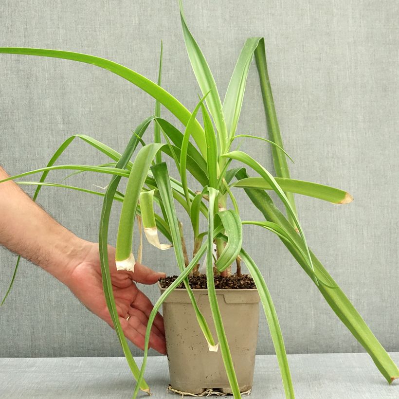 Crinum x powellii Roseum 2L/3L pot size 24+ sample as delivered in summer