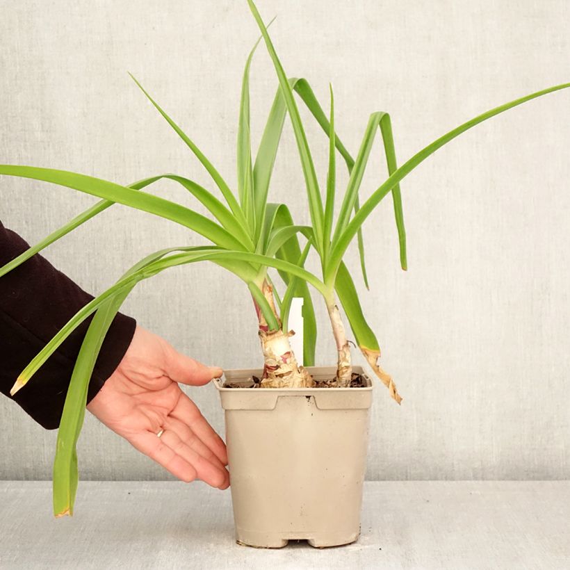 Crinum x powellii Roseum 2L/3L pot size 24+ sample as delivered in spring