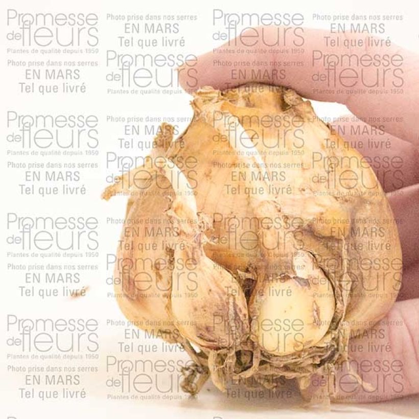 Example of Crinum Striped Beauty Bulb size 24+ specimen as delivered