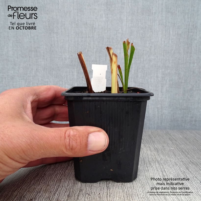 Crocosmia Babylon - Montbretia 7/8 cm pot sample as delivered in autumn