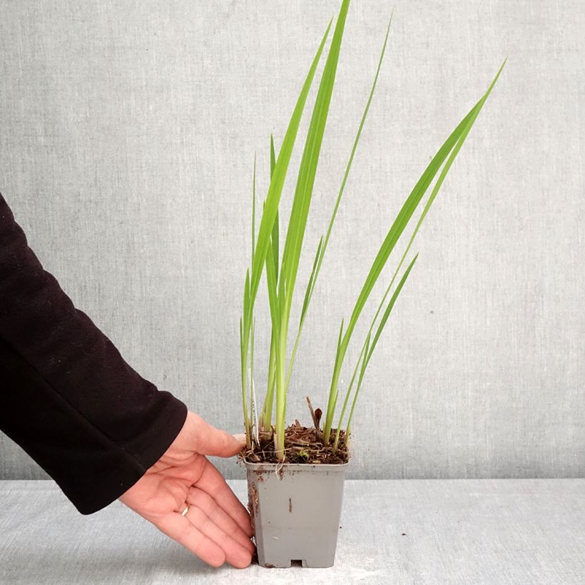 Crocosmia Buttercup - Montbretia 8/9 cm pot size 7+ sample as delivered in spring