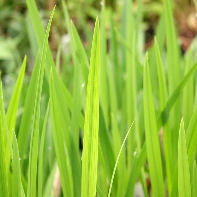 Crocosmia crocosmiiflora Emberglow - Montbretia (Foliage)
