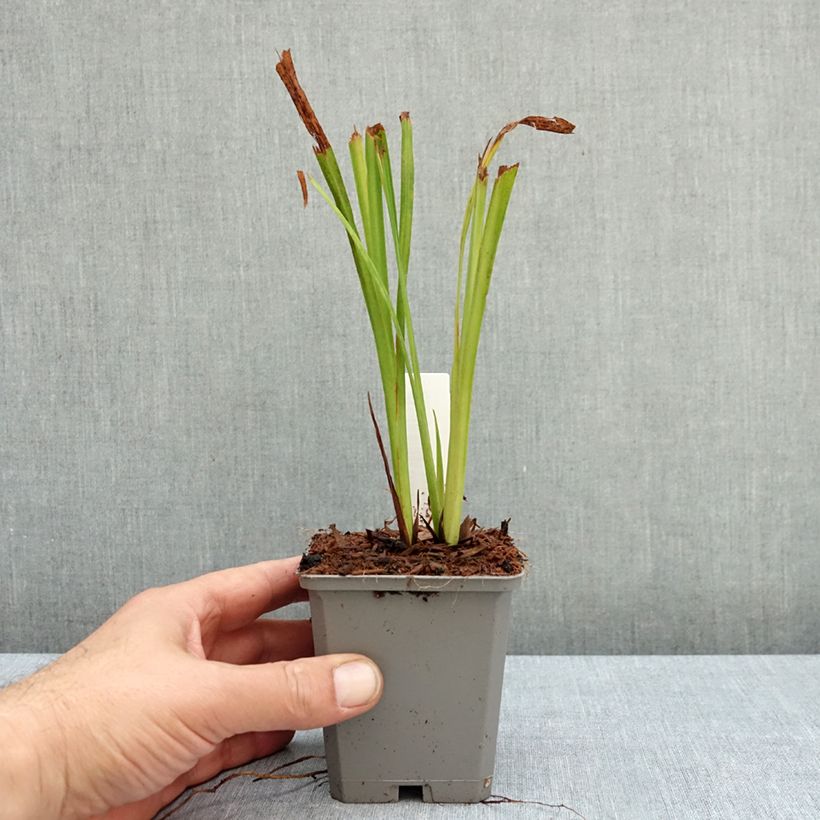 Crocosmia crocosmiiflora Emberglow - Montbretia 8/9 cm pot size 8+ sample as delivered in autumn