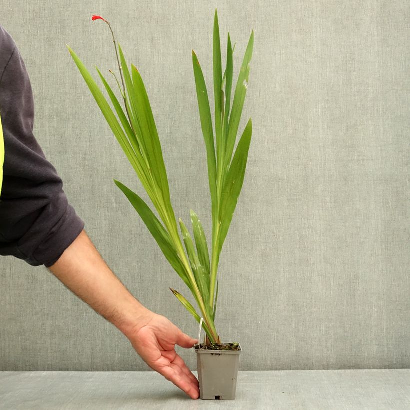 Crocosmia crocosmiiflora Emberglow - Montbretia 8/9 cm pot size 8+ sample as delivered in summer