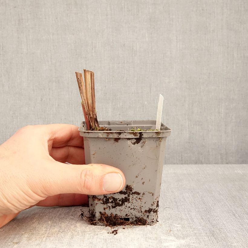 Crocosmia crocosmiiflora Emberglow - Montbretia 8/9 cm pot size 8+ sample as delivered in winter