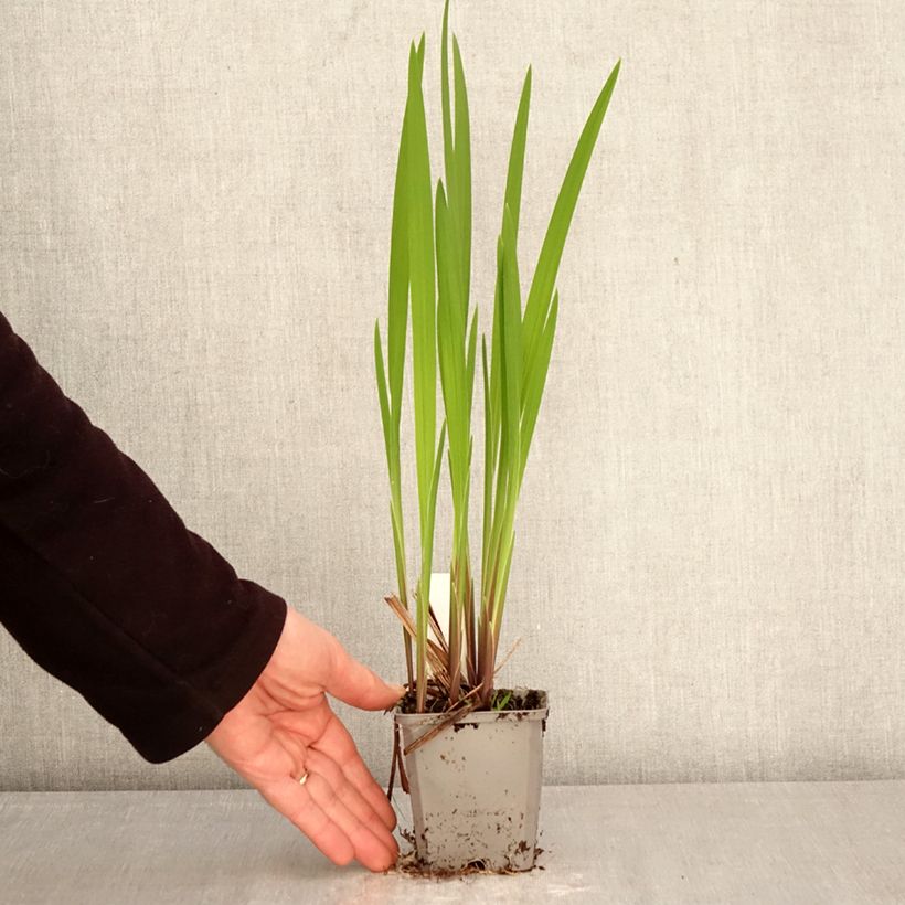 Crocosmia crocosmiiflora Emberglow - Montbretia 8/9 cm pot size 8+ sample as delivered in spring
