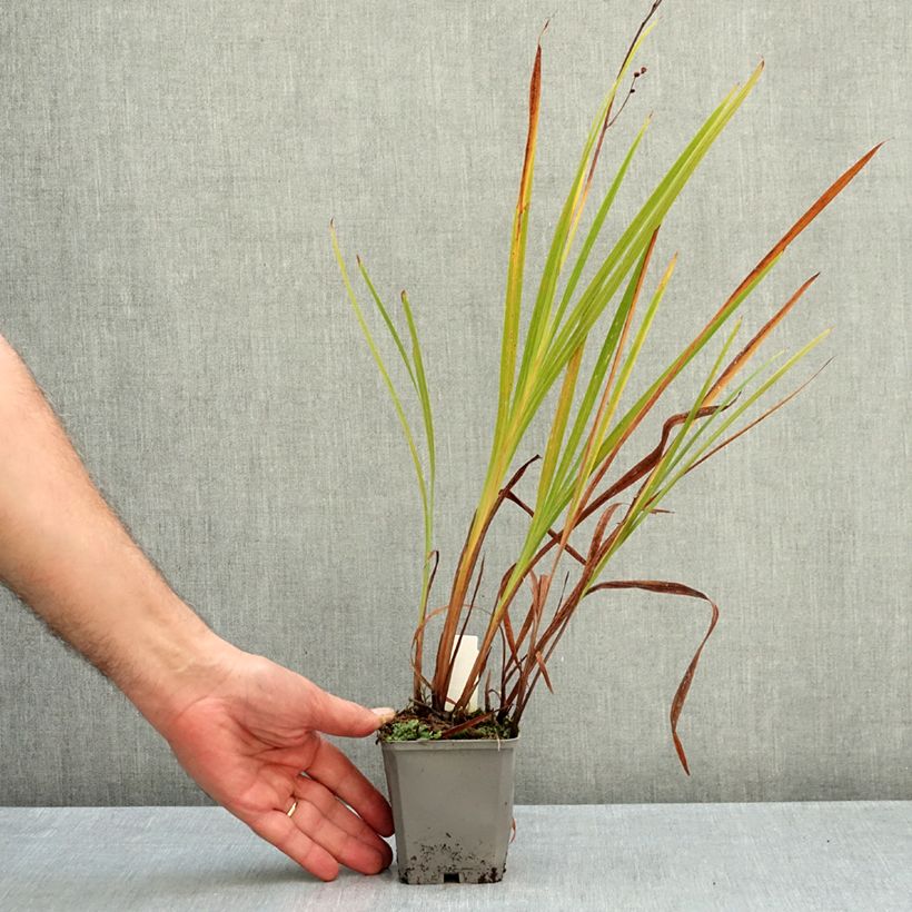 Crocosmia Norwich Canary - Montbretia 8/9 cm pot size 7+ sample as delivered in autumn