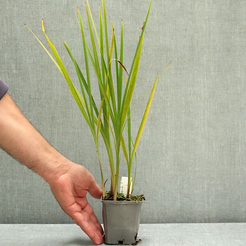 Crocosmia Norwich Canary - Montbretia 8/9 cm pot size 7+ sample as delivered in summer