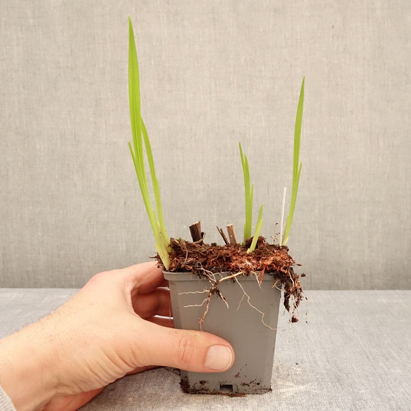 Crocosmia Norwich Canary - Montbretia 8/9 cm pot size 7+ sample as delivered in winter