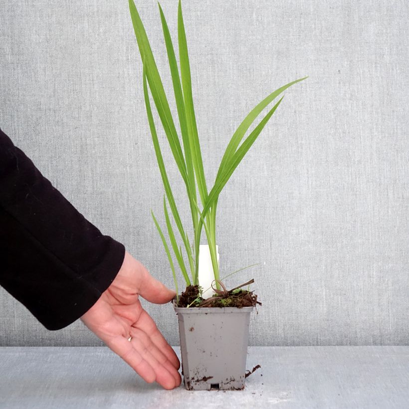 Crocosmia Norwich Canary - Montbretia 8/9 cm pot size 7+ sample as delivered in spring
