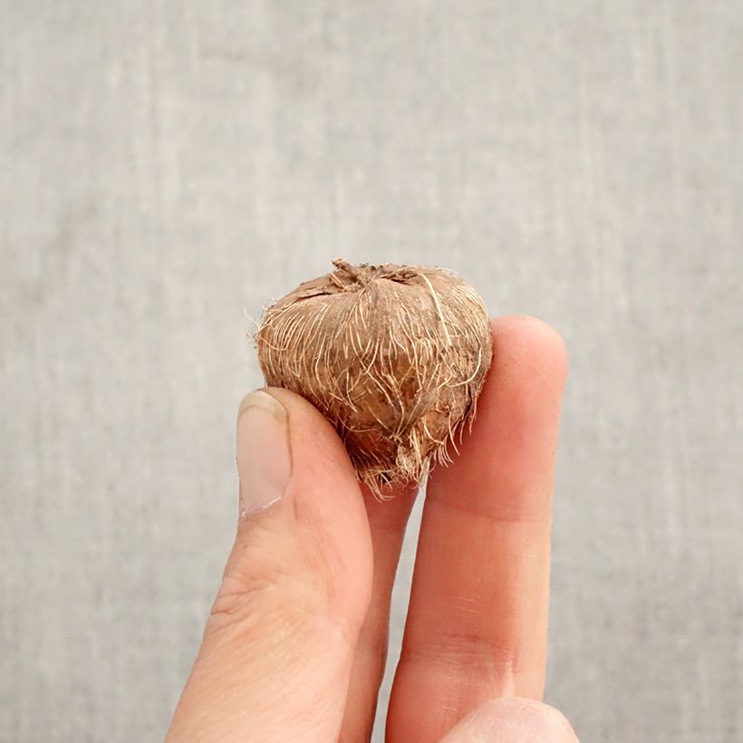 Crocosmia crocosmiiflora Disco Dancer® - Montbretia Bulb size 8+ sample as delivered in spring