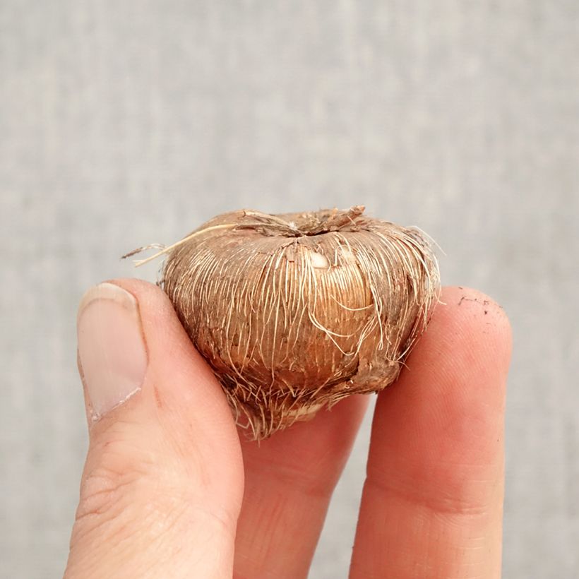 Crocosmia Firestarter - Montbretia Bulb size 8+ sample as delivered in spring