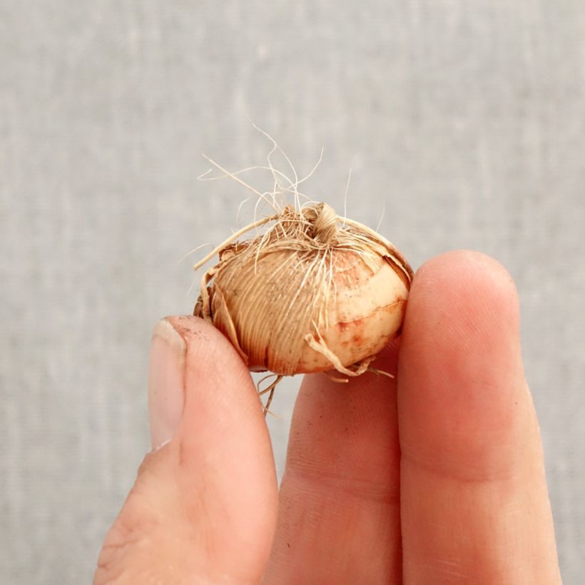 Crocosmia Harlequin - Montbretia Bulb size 7+ sample as delivered in spring
