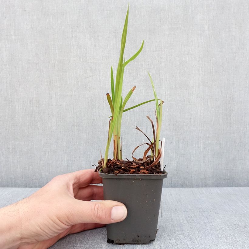 Crocosmia Saracen - Montbretia 8/9 cm pot sample as delivered in spring