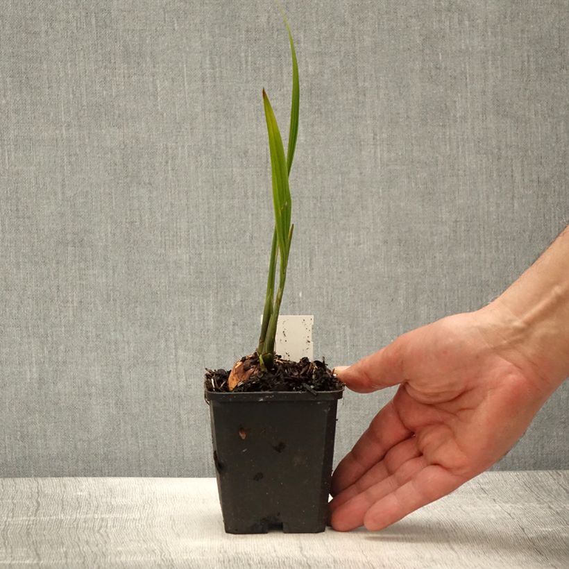 Crocosmia Lucifer - Montbretia 8/9 cm pot sample as delivered in spring