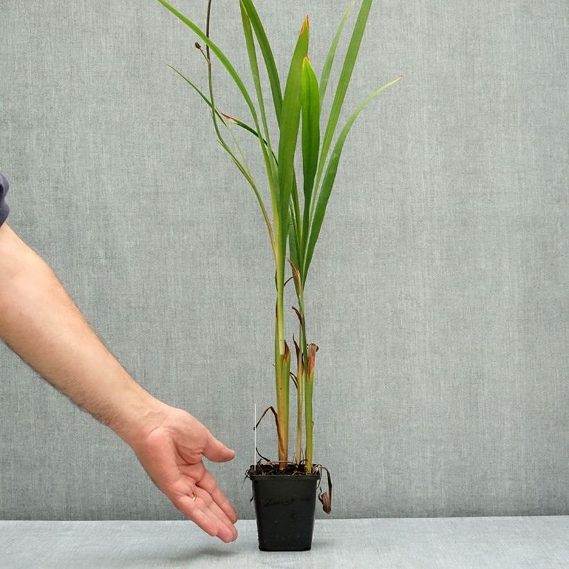 Crocosmia masoniorum - Montbretia 8/9 cm pot size 8/10 sample as delivered in summer