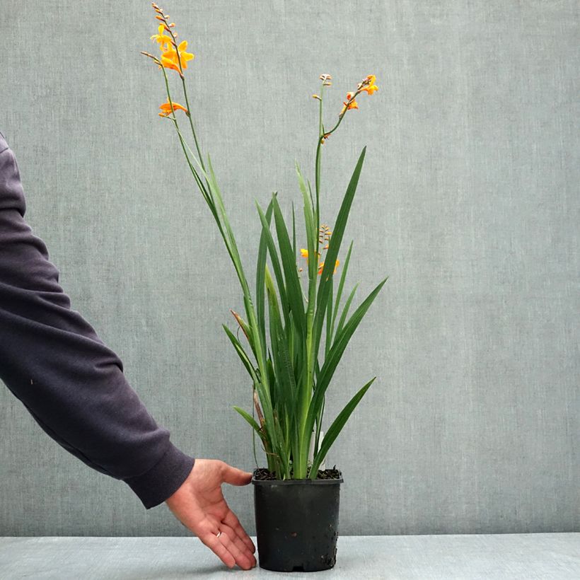 Crocosmia Columbus - Montbretia 2L/3L pot size 7+ sample as delivered in summer