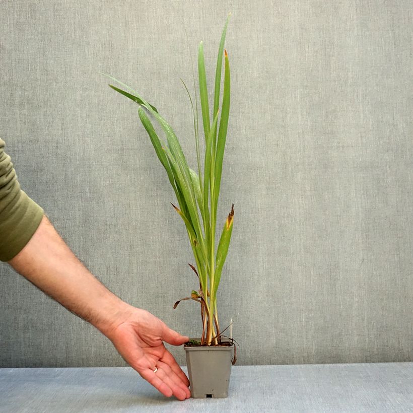 Crocosmia crocosmiiflora Fire King 8/9 cm pot size 6+ sample as delivered in autumn