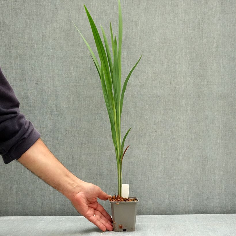 Crocosmia crocosmiiflora Fire King 8/9 cm pot size 6+ sample as delivered in summer