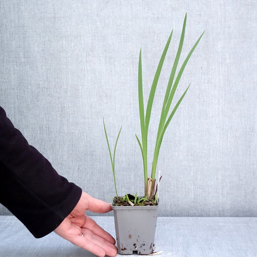 Crocosmia crocosmiiflora Fire King 8/9 cm pot size 6+ sample as delivered in spring