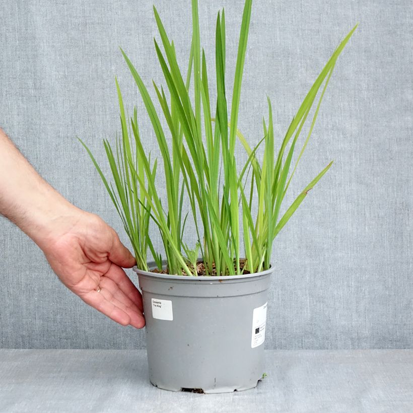 Crocosmia crocosmiiflora Fire King 3L/4L pot size 6+ sample as delivered in spring