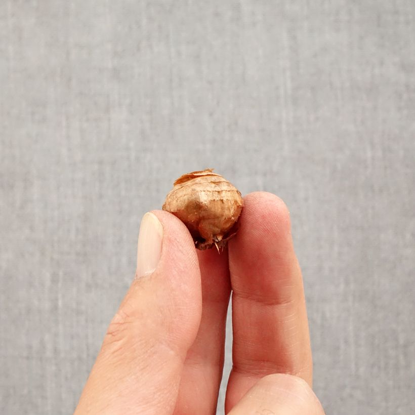 Crocus biflorus subsp. weldenii Fairy - Botanic Crocus Bulb size 5+ sample as delivered in autumn