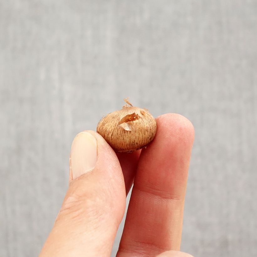 Crocus laevigatus Fontenayi Bulb size 4+ sample as delivered in autumn