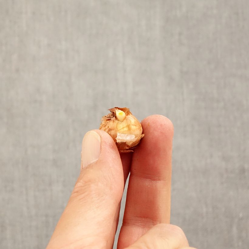 Crocus chrysanthus Advance Bulb size 5+ sample as delivered in autumn