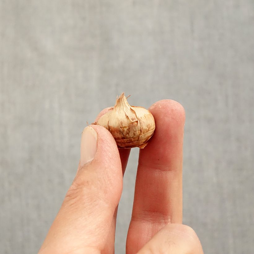 Crocus chrysanthus Blue Marlin Bulb size 6+ sample as delivered in autumn