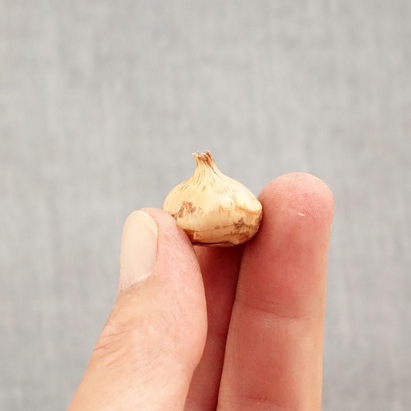 Crocus chrysanthus Zwanenburg Bronze Bulb size 5+ sample as delivered in autumn