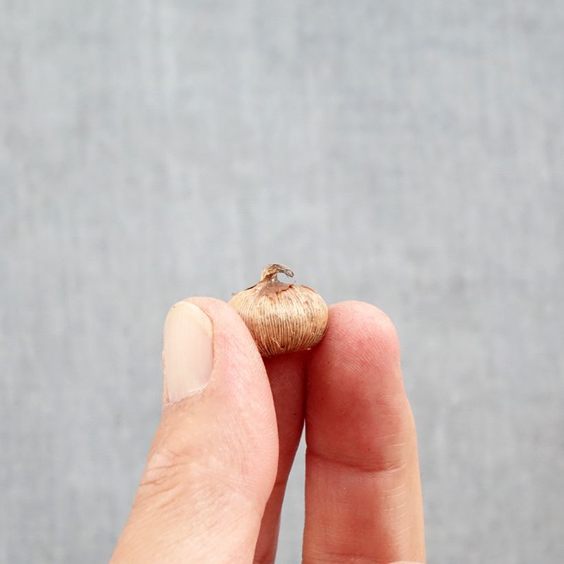 Crocus imperati De Jager Bulb size 5+ sample as delivered in autumn