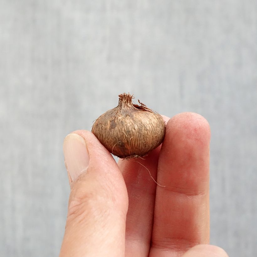 Crocus vernus Jeanne dArc Bulb size 8+ sample as delivered in autumn