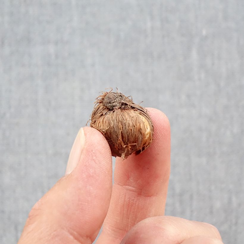 Crocus minimus Bulb size 5+ sample as delivered in autumn