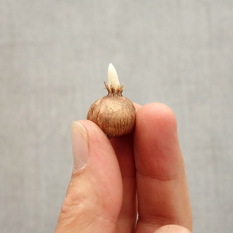 Crocus olivieri subsp. olivieri Bulb size I sample as delivered in autumn