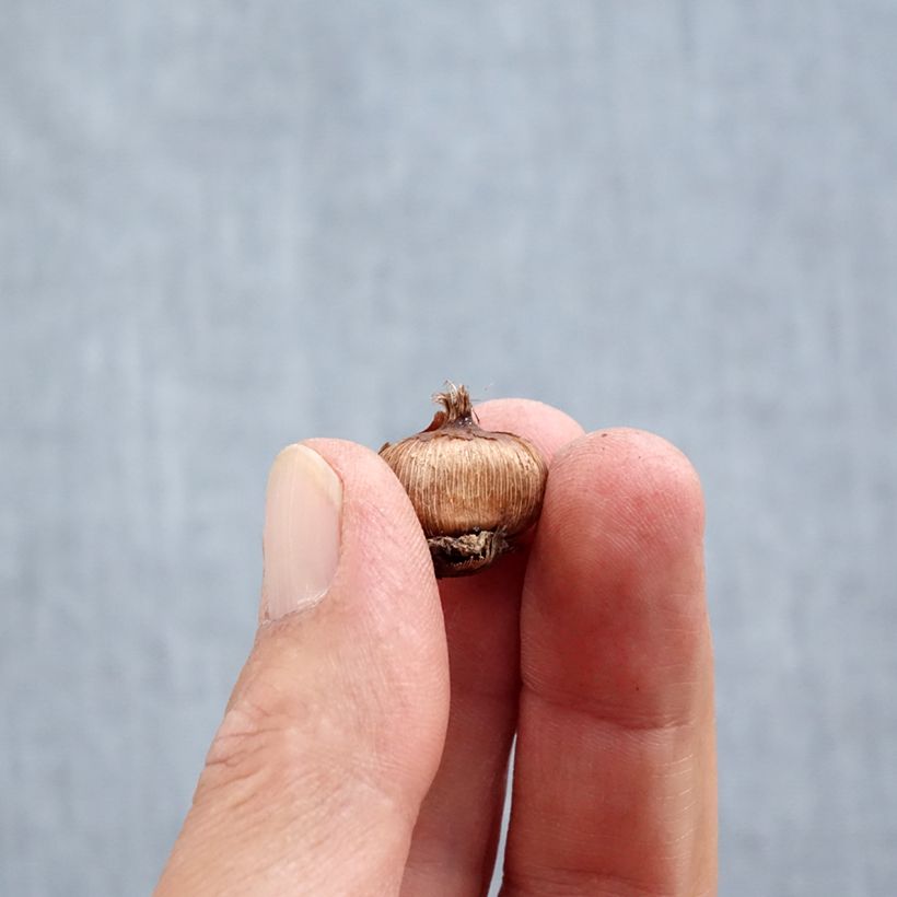 Crocus sieberi Firefly Bulb size 5+ sample as delivered in autumn