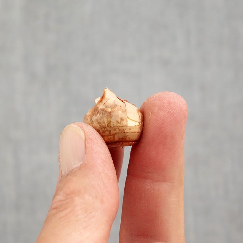 Crocus sieberi Tricolor Bulb size 6+ sample as delivered in autumn