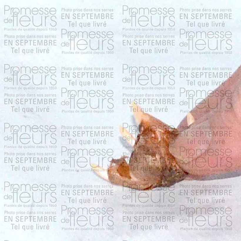 Example of Crocus speciosus Conquéror Bulbe calibre 5+ specimen as delivered